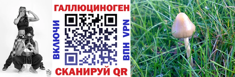 Купить  Комсомольск-на-Амуре  Псилоцибиновые грибы GOLDEN TEACHER 